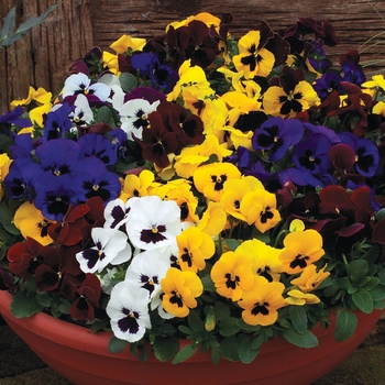 Pansy wittrockiana 'Matrix - Pansy Planters