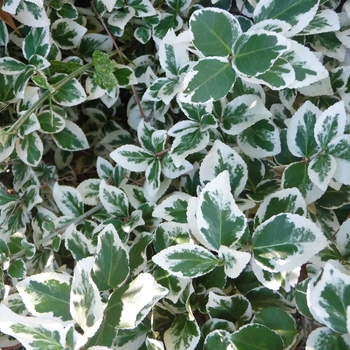 Euonymus fortunei - Euonymus 'Emerald Gaiety'