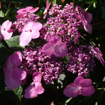 Hydrangea macrophylla - Endless Summer® Twist-n-Shout®