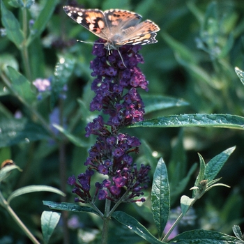 Buddleia davidii - Butterfly Bush 'Black Knight' 