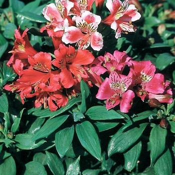  - Alstroemeria