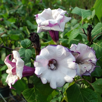 Datura metel - Angel's Trumpet