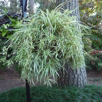 Chlorophytum comosum 'Variegatum' - Variegated Spider Plant