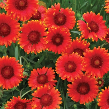 Gaillardia grandiflora (Blanket Flower) - Gaillardia 'Mesa Red'