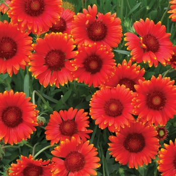 Gaillardia grandiflora 'Mesa™ Red' - Blanket Flower