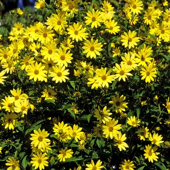Helianthus - Sunflower 'Lemon Queen'