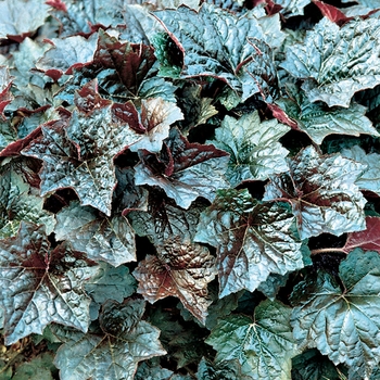 Heuchera americana - Coral Bells 'Palace Purple'