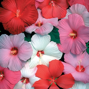 Hibiscus moscheutos - Hardy Hibiscus