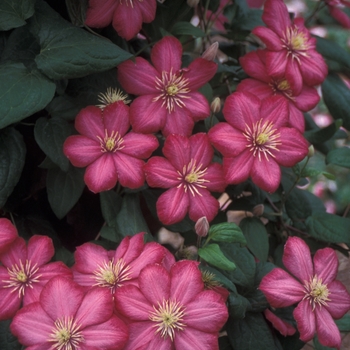 Clematis - Clematis 'Ville de Lyon'