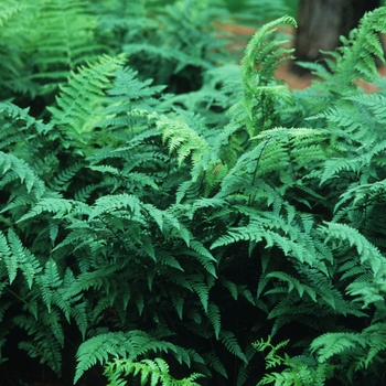 Athyrium filix-femina - Fern 'Common Wood'