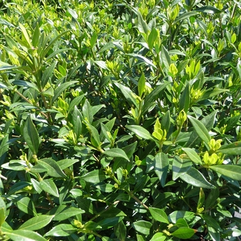 Gardenia jasminoides - Gardenia 'Frost Proof'
