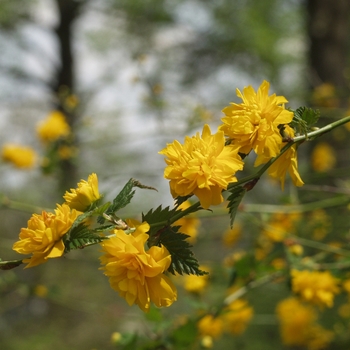 Kerria japonica - Kerria 'Pleniflora'