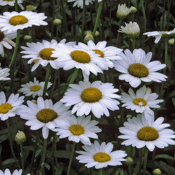 Leucanthemum x superbum - Shasta Daisy 'Becky'