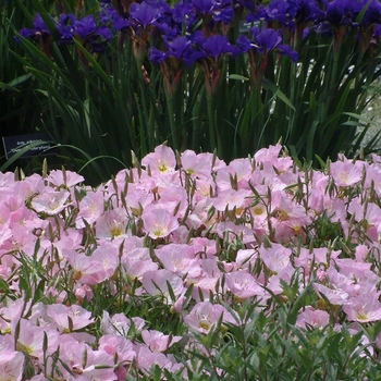 Oenothera berlandieri - Evening Primrose 'Siskiyou' 