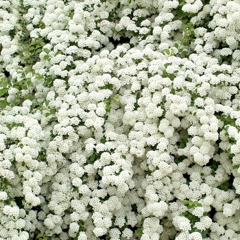 Spiraea nipponica x - Spiraea 'Snowmound'
