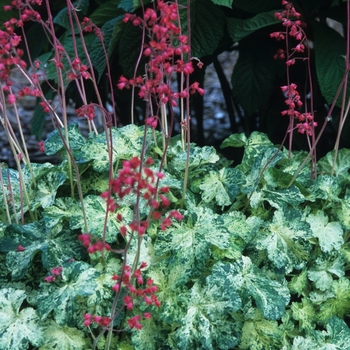 Heuchera sanguinea - Coral Bells 'Snow Angel' 