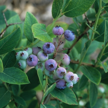 Vaccinium corymbosum - Blueberry 'Elliott'
