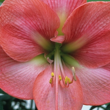 Amaryllis - Amaryllis