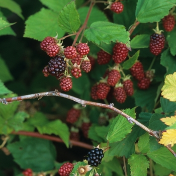 Rubus ursinus 'Black Satin' - Black Satin Blackberry