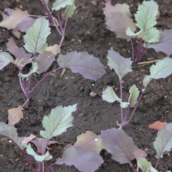 Brassica oleracea 'Kolibri' - Kolibri Kohlrabi