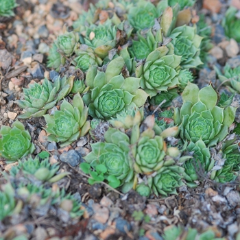 Sempervivum - Hens and Chicks 'Braunii'