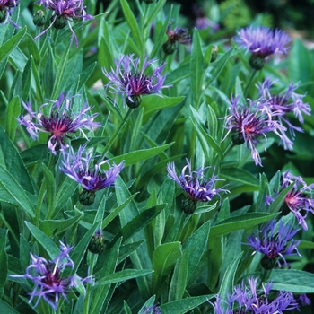 Centaurea montana - Bachelor's Button