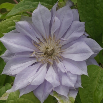 Clematis - Clematis 'Belle of Woking'