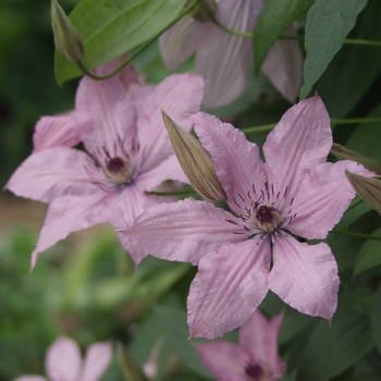Clematis - Clematis 'Hagley Hybrid'