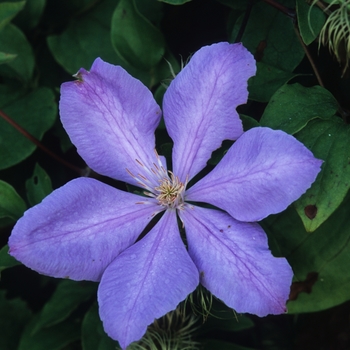 Clematis - Clematis 'Mrs. Cholmondeley'