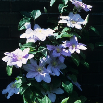 Clematis - Clematis 'Vancouver Daybreak'