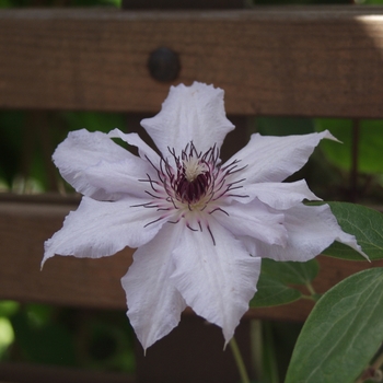 Clematis - Clematis 'Fair Rosamund'