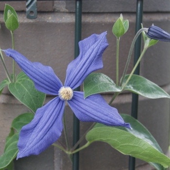 Clematis x durandii - Clematis 'Durandii Blue'