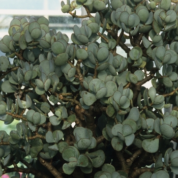 Crassula arborescens - Jade 'Silver Dollar'