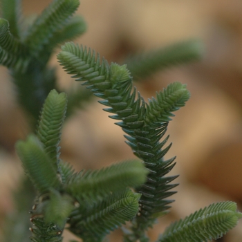 Crassula lycopodioides - Rat Tail Plant