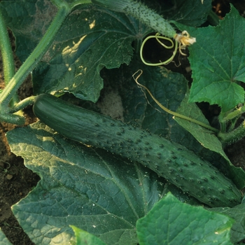 Cucumis sativus - Cucumber