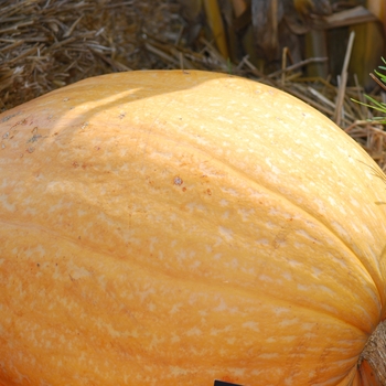 Cucurbita maxima 'Atlantic Giant' - Atlantic Giant Pumpkin