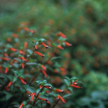 Cuphea ignea - Cuphea 'Eternal Flame'
