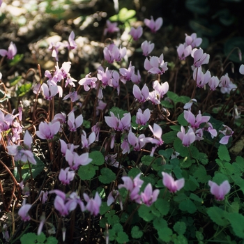 Cyclamen cilicium - Cyclamen