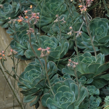 Assorted Varieties - Echeveria