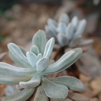 Echeveria leucotricha - Chenille Plant