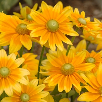 Rudbeckia hirta (Black Eyed Susan) - Rudbeckia 'Prairie Sun'