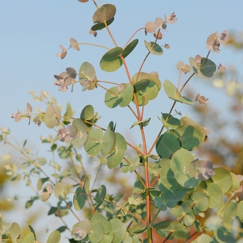 Eucalyptus gunnii - Eucalyptus 'Silver Drop'