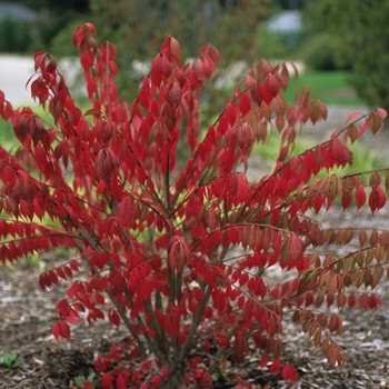 Euonymus alatus - Burning Bush 'Chicago Fire'