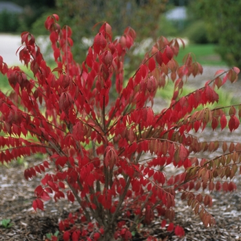 Euonymus alatus - Chicago Fire Burning Bush