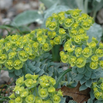 Euphorbia myrsinites - Spurge 'Donkey Tail'
