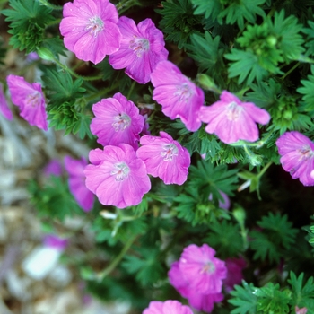Geranium sanguineum - Geranium 'Dwarf Cranesbill'