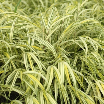 Hakonechloa macra - Japanese Forest Grass 'Aureola'