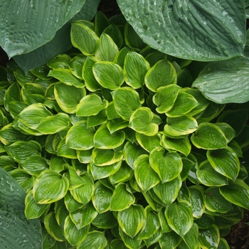 Hosta - Hosta 'Golden Tiara' 