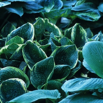 Hosta - Hosta 'Christmas Tree' 