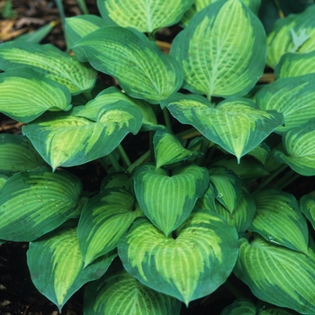 Hosta - Hosta 'Paul's Glory' 